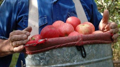 Fruticultores: un sector casi abandonado, año tras año
