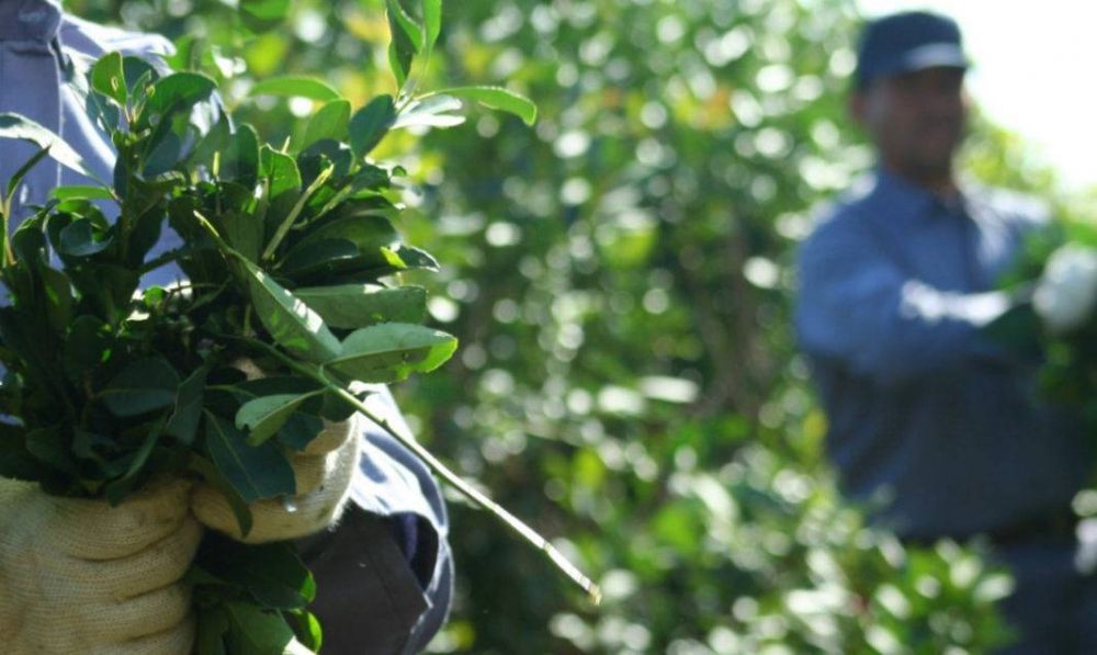 Un derecho ganado: 4.500 productores yerbateros ya cuentan con cobertura de obra social en Misiones  