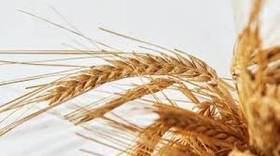 La Justicia suspendi el uso del trigo transgnico en toda la Provincia