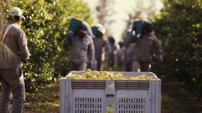 Operativo rescató a 66 trabajadores reducidos a la servidumbre en fincas de limones salteñas
