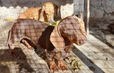 Recibieron en Monte Grande a 52 perros rescatados del criadero clandestino de Temperley