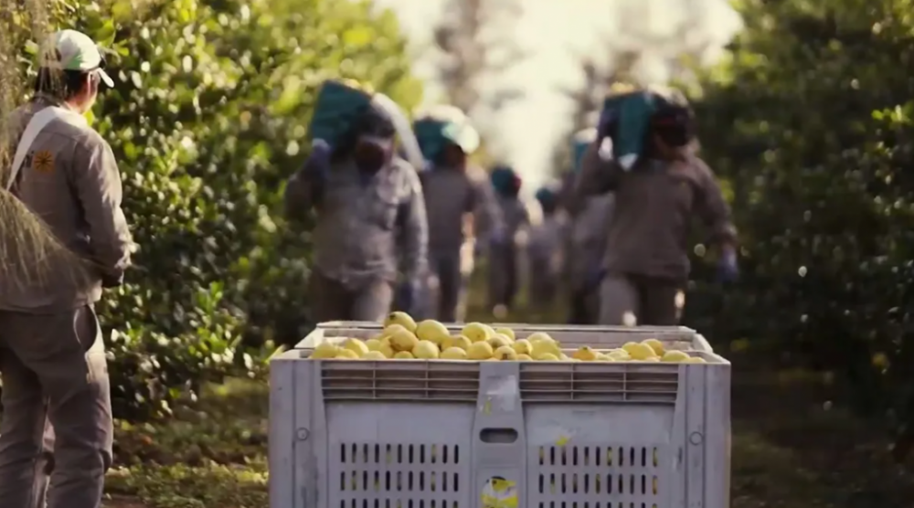 Rescatan a 66 peones formoseos reclutados para cosechar limones que resultaron esclavizados: Vivan en condiciones deplorables