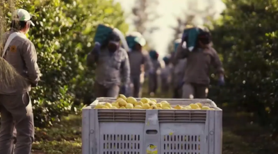 Rescatan a 66 peones formoseños reclutados para cosechar limones que resultaron esclavizados: «Vivían en condiciones deplorables»