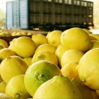 Más de 300.000 toneladas de limones a la basura: por qué se tira comida en un país con la mitad de los niños pobres