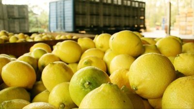 Más de 300.000 toneladas de limones a la basura: por qué se tira comida en un país con la mitad de los niños pobres