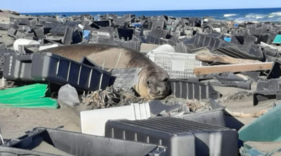 Playas de plástico: alarma por animales rodeados de basura en las costas de Península Valdés