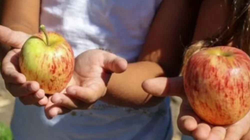 Ley de Etiquetado Frontal: presentaron un proyecto para promover hbitos alimentarios saludables en las escuelas