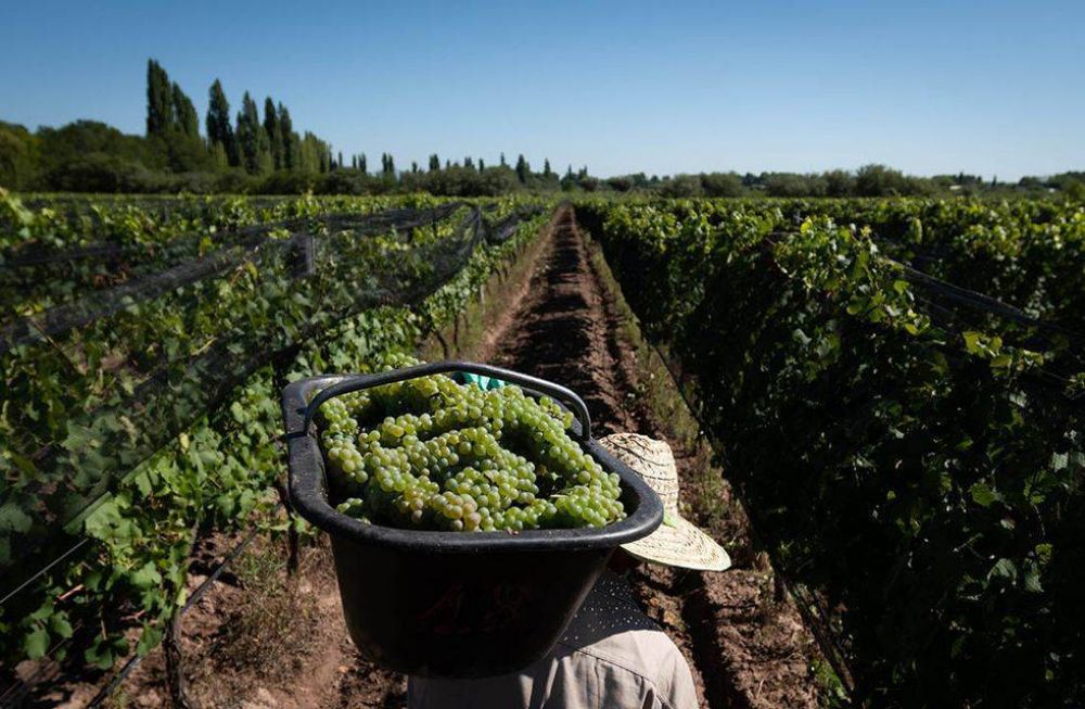 La vitivinicultura: auge y presente del corazn de nuestra provincia