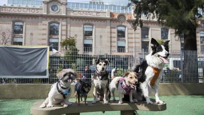 Presentaron un proyecto de Ley para «sacar de la informalidad» laboral a unos 100 mil trabajadores caninos