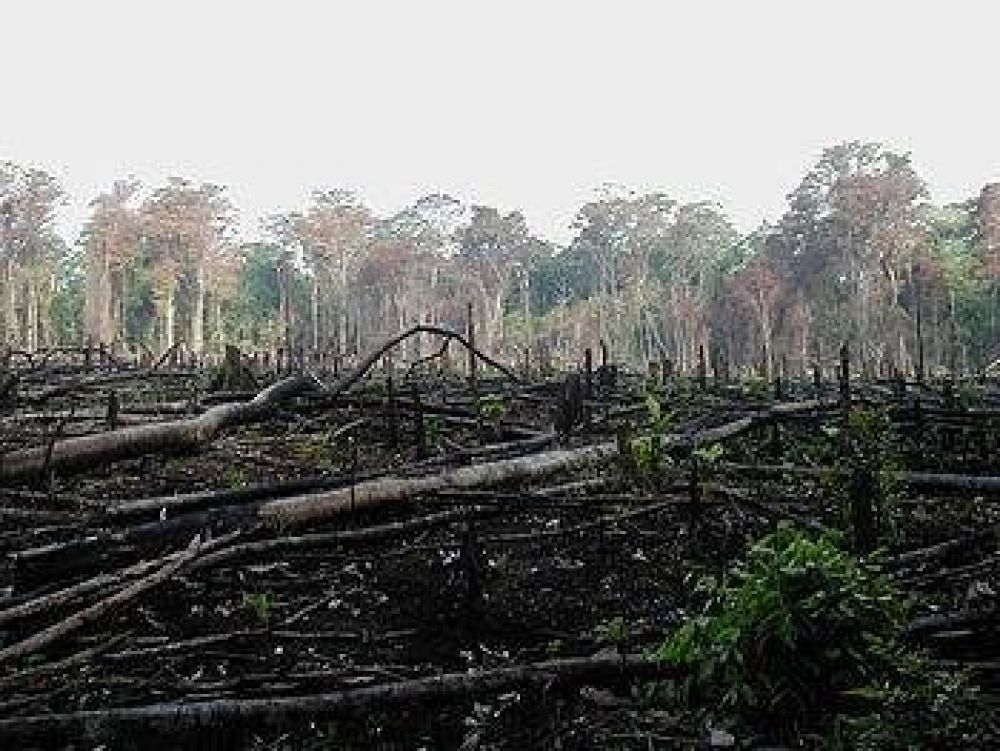 Un desaf�o ambiental
