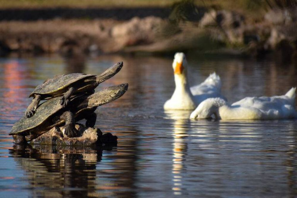 Brown: el Municipio difundi� las incre�bles im�genes ganadoras del concurso de fotograf�a ambiental