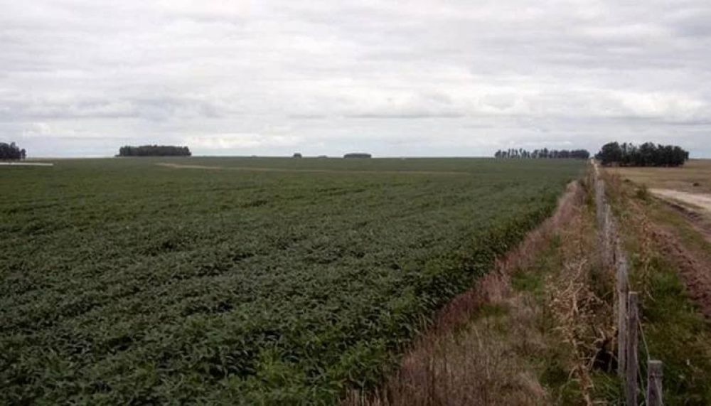 La sequ�a eleva la ganancia del arrendamiento de tierras para la soja y complica a los productores
