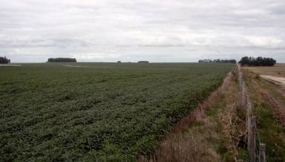 La sequ�a eleva la ganancia del arrendamiento de tierras para la soja y complica a los productores