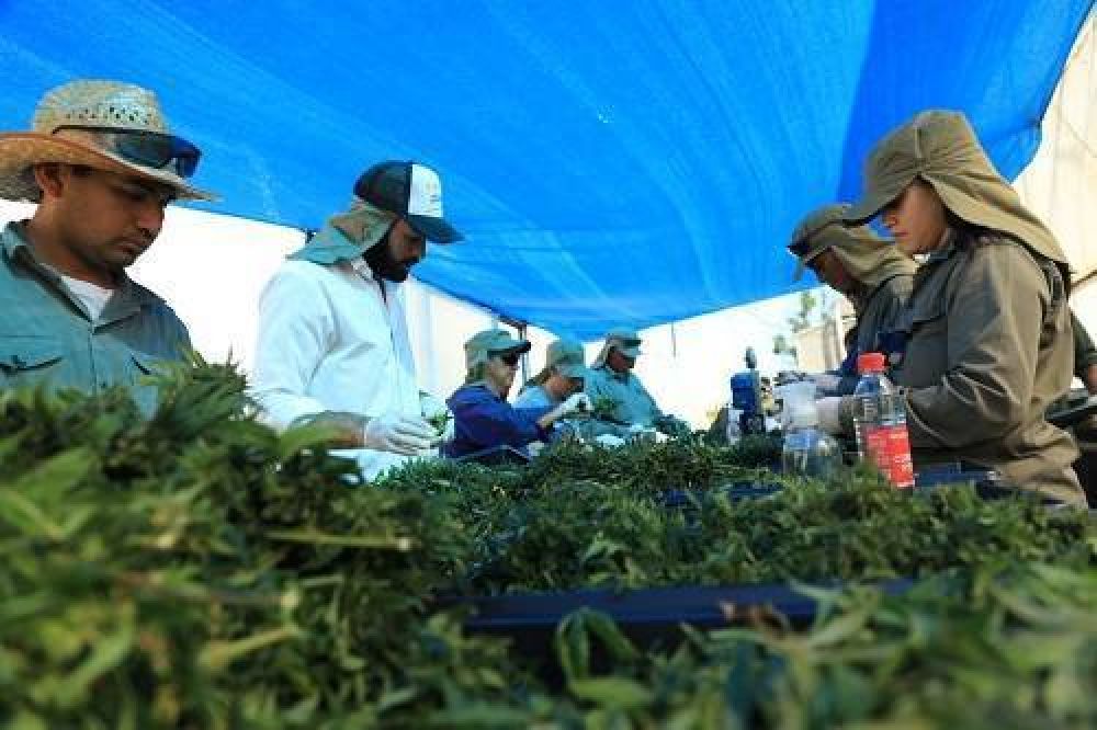 Biof�brica Misiones concret� una nueva etapa en el proceso de producci�n primaria de cannabis medicinal