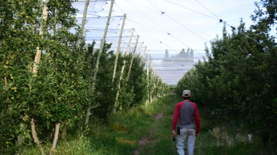 Sólo 8 de cada 100 hectáreas de frutales tienen malla antigranizo en Río Negro y Neuquén