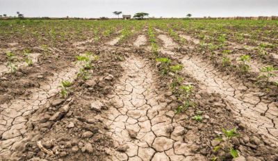 “La sequía implicará que en Córdoba haya una baja del 50% de los rindes de trigo”