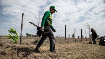 Plantaron más de 250 mil árboles en San Luis para mitigar los efectos del cambio climático