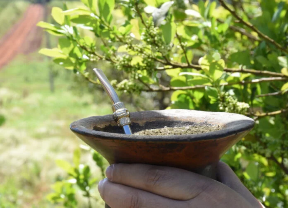 El consumo interno y las exportaciones de yerba mate superaron los 268 millones de kilos al cierre de octubre