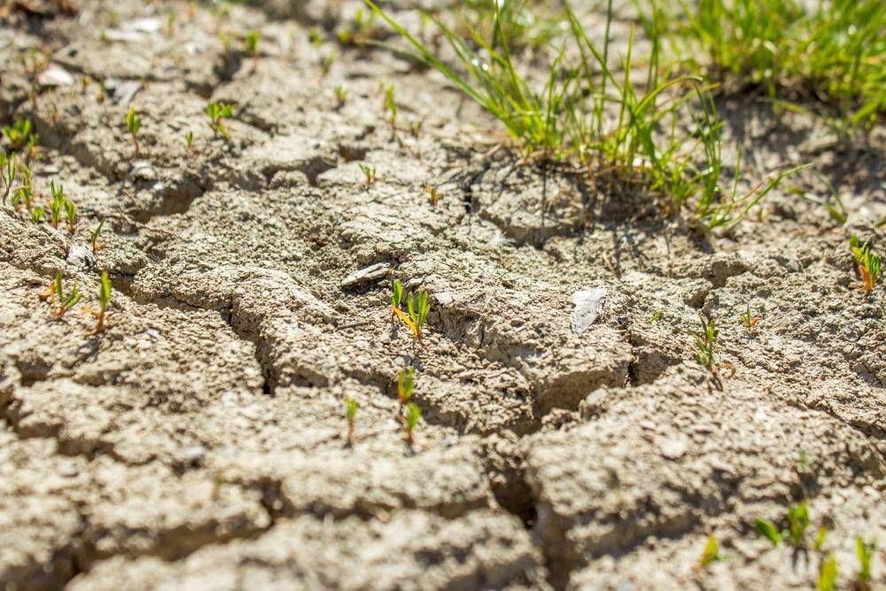 Cu�les son los 33 municipios declarados en emergencia agropecuaria por la sequ�a