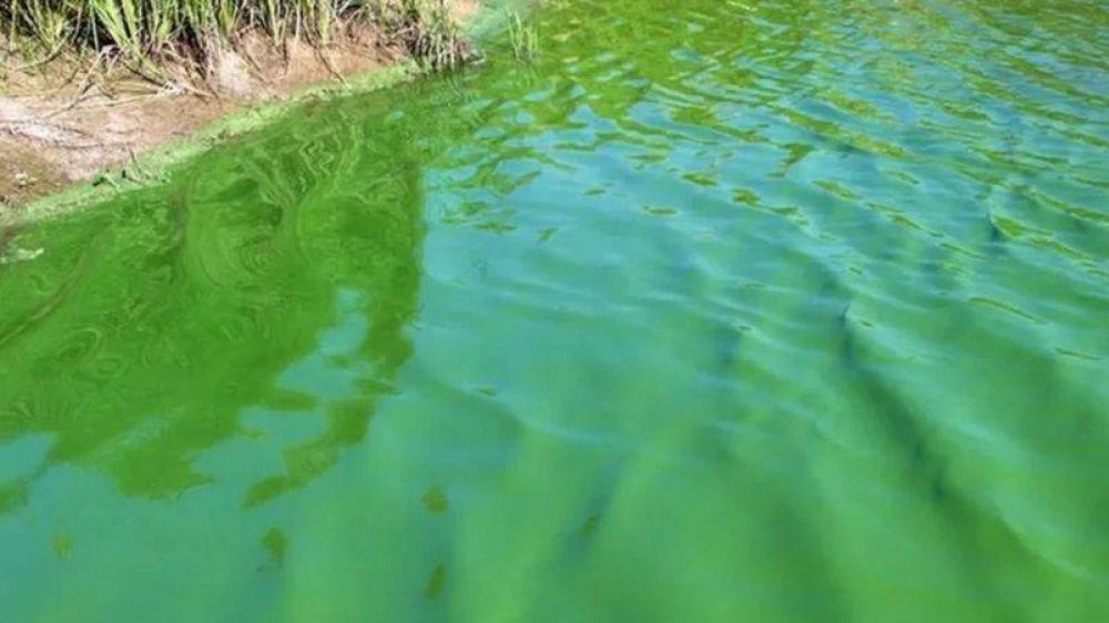 Alerta por cianobacterias en varios balnearios de Buenos Aires