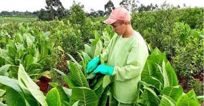 El miércoles 14 inicia el Censo Tabacalero y proyectan cosecha de más de 28 millones de kilos para este año en Misiones