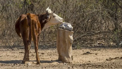 La ganadería de Mendoza, en Emergencia Agropecuaria por sequía