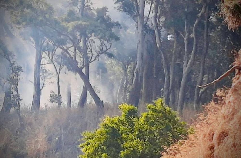 Incendios forestales: 