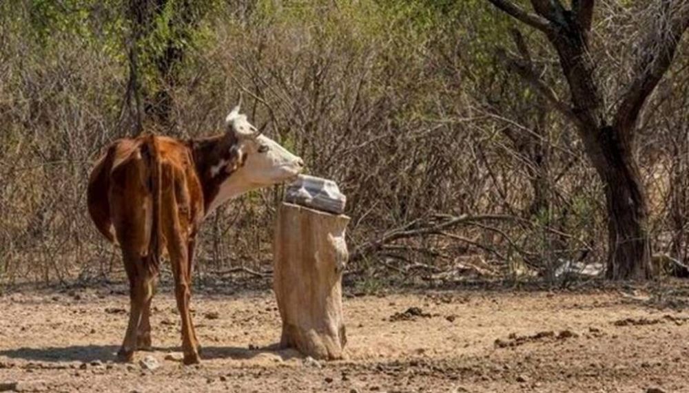 La sequía extrema del oeste afecta la producción y obliga a productores a vender sus animales