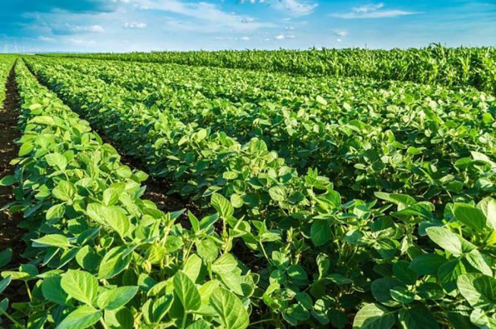 Por la sequa: Productores de soja, maz y trigo perderan USD10.425 millones en 2023
