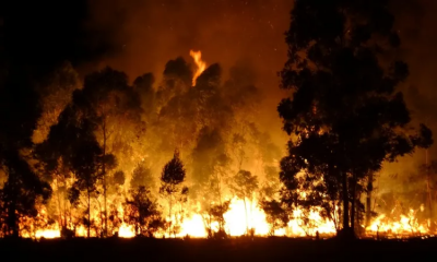 Corrientes en llamas | Se perdieron 25 mil hectáreas de eucaliptos por un incendio en Monte Caseros