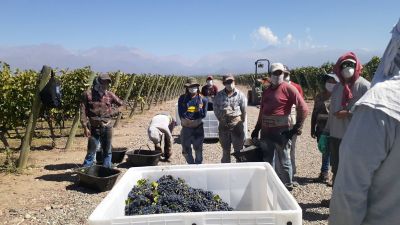 Se acordó la revisión paritaria de los trabajadores vitivinícolas con un aumento anual del 91,86%