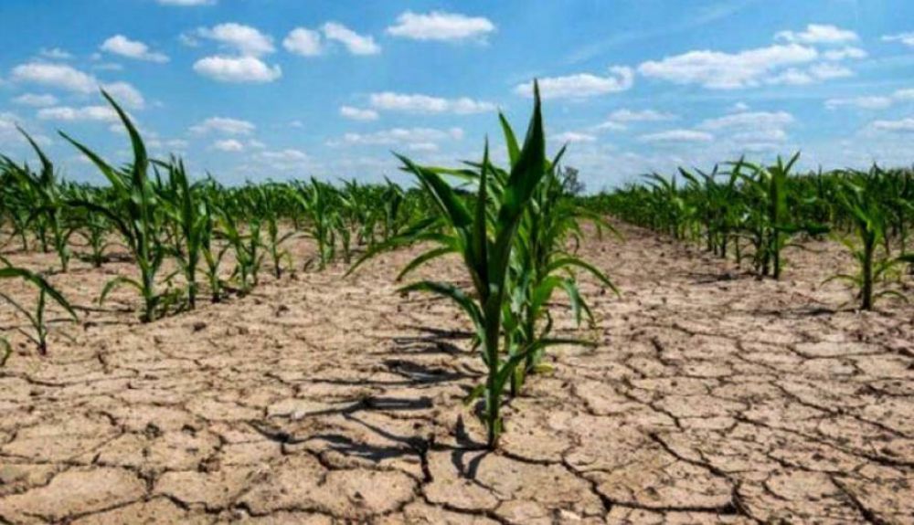 Ms municipios bonaerenses se suman a la Emergencia Agropecuaria