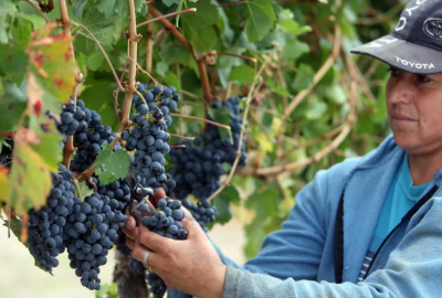 Vendimia: definieron los precios de la uva