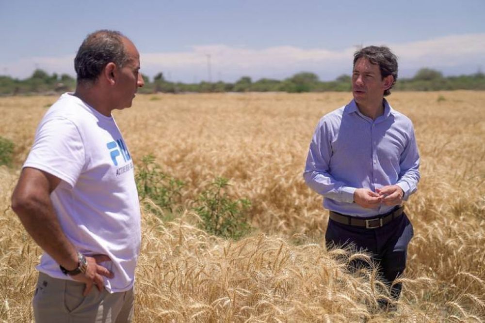 San Juan continúa diversificando su matriz productiva: ahora alientan la siembra de trigo