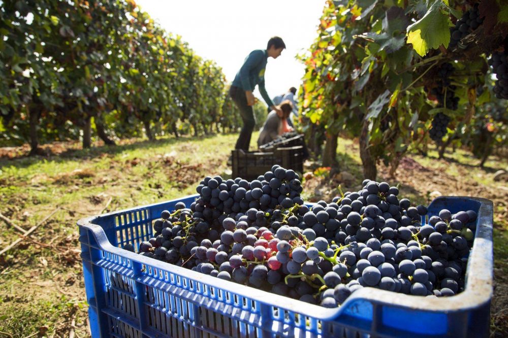 Para la Federacin vitivincola los salarios mnimos del sector que estn por los 70 mil pesos son bajos pero no tanto