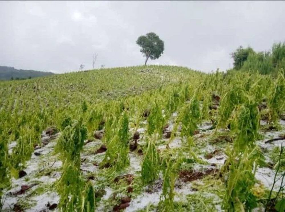 Por las pérdidas ocasionas por las tormentas, declaran la emergencia agropecuaria en municipios tabacaleros de Misiones