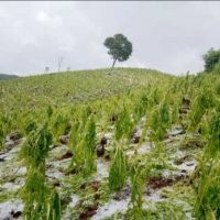 Por las pérdidas ocasionas por las tormentas, declaran la emergencia agropecuaria en municipios tabacaleros de Misiones