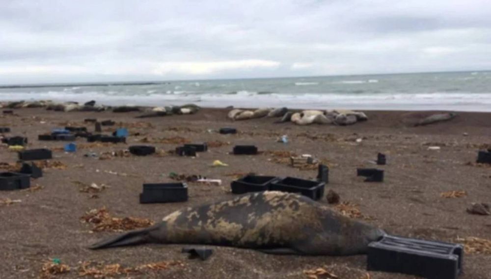 Residuos pesqueros: en marzo realizarán tareas de limpieza en las costas de Chubut
