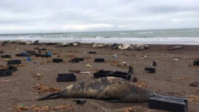Residuos pesqueros: en marzo realizarán tareas de limpieza en las costas de Chubut