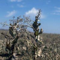 Sequía: el Gobierno nacional invertirá $70.000 millones en beneficios a productores