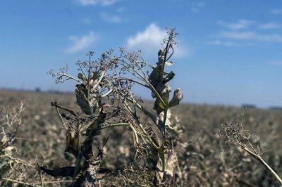 Sequía: el Gobierno nacional invertirá $70.000 millones en beneficios a productores