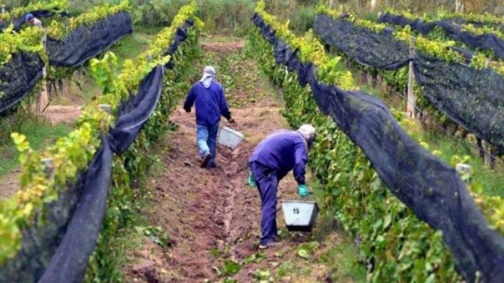 Estiman que en Catamarca se cosechará un 44 por ciento menos de uvas durante este año
