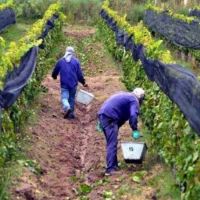 Estiman que en Catamarca se cosechará un 44 por ciento menos de uvas durante este año