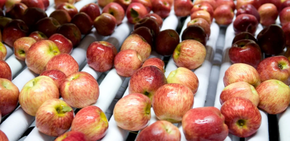 Empiezan a llegar las primeras manzanas de la nueva cosecha: qu pasar con el precio?