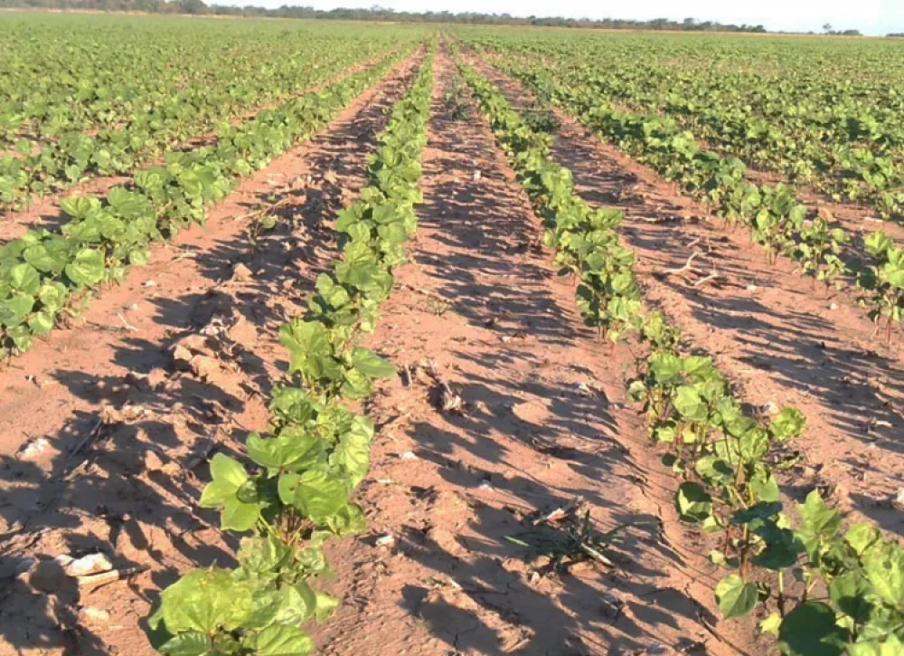 El clima baj las expectativas en los cultivos en el Chaco
