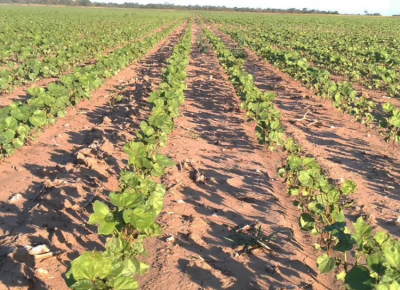 El clima bajó las expectativas en los cultivos en el Chaco