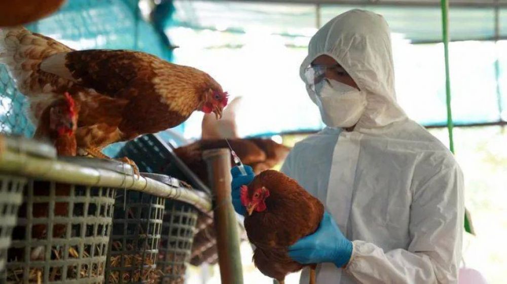 Alerta por casos de gripe aviar en la Argentina: cmo puede impactar en la Provincia