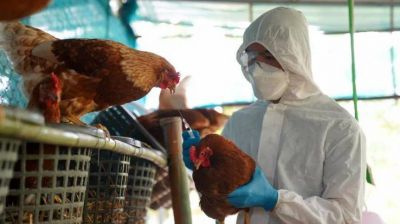 Alerta por casos de gripe aviar en la Argentina: cómo puede impactar en la Provincia