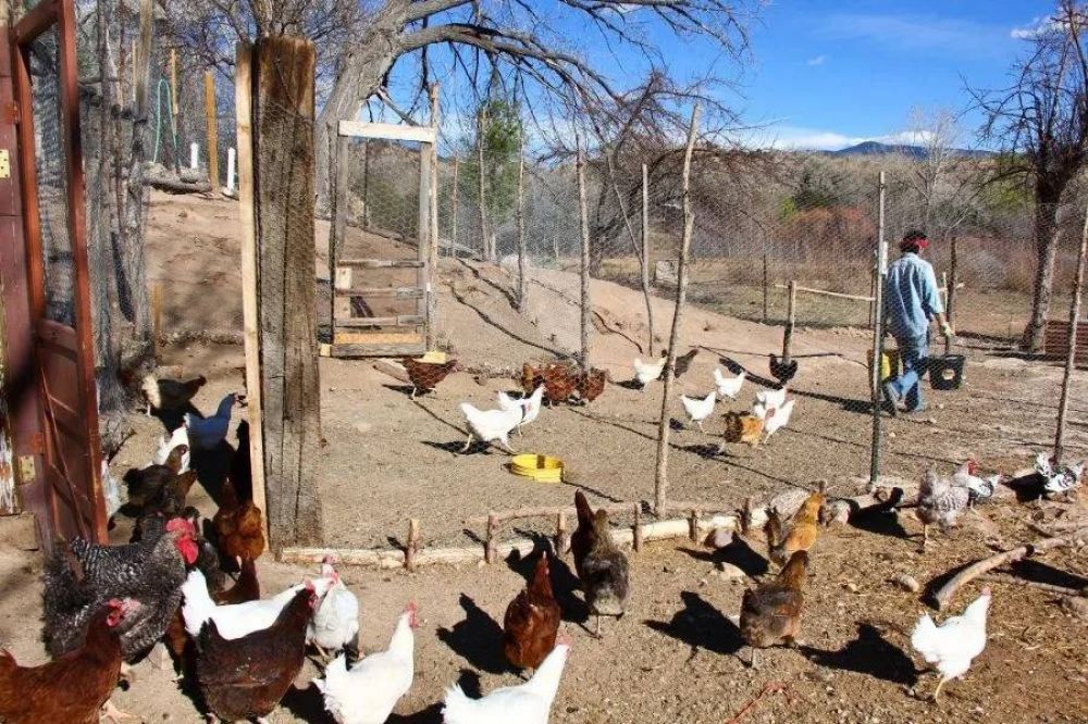 Confirman la deteccin de influenza aviar en aves de traspatio en la provincias de Crdoba y Salta