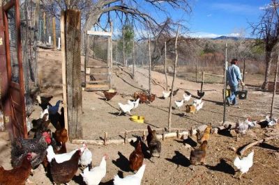 Confirman la detección de influenza aviar en aves de traspatio en la provincias de Córdoba y Salta
